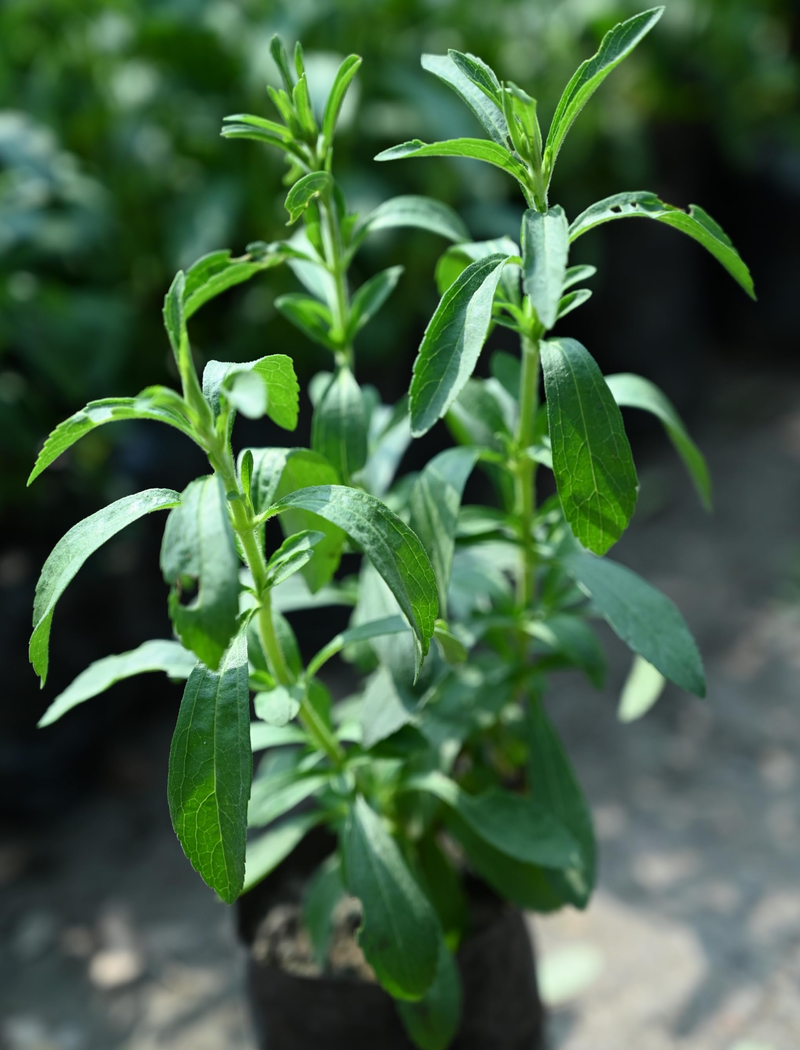 Stevia (extracto de hoja)